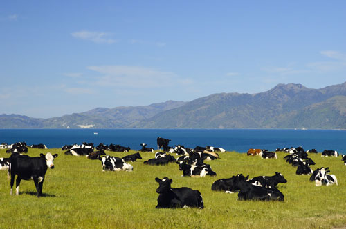 Voyage agricole en Nouvelle-Zélande