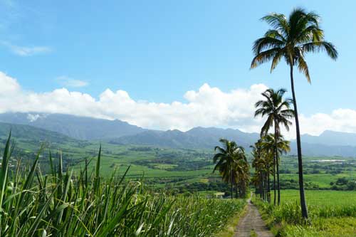 Voyage agricole à la Réunion